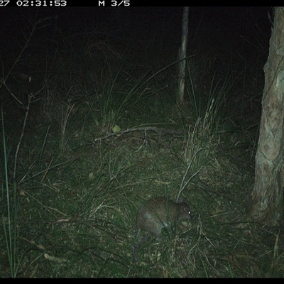 Isoodon macrourus (Northern Brown Bandicoot) at Byabarra, NSW - 27 Dec 2024 by Booyong