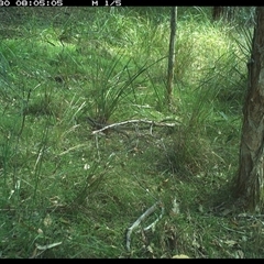 Intellagama lesueurii (Australian Water Dragon) at Byabarra, NSW - 30 Dec 2024 by Booyong