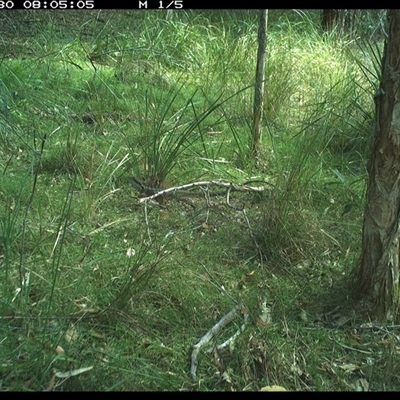 Intellagama lesueurii (Australian Water Dragon) at Byabarra, NSW - 30 Dec 2024 by Booyong