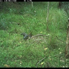 Varanus varius (Lace Monitor) at Byabarra, NSW - 11 Jan 2025 by Booyong