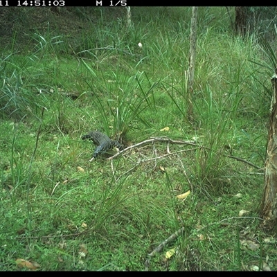 Varanus varius (Lace Monitor) at Byabarra, NSW - 11 Jan 2025 by Booyong