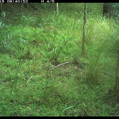 Sericornis frontalis (White-browed Scrubwren) at Byabarra, NSW - 19 Jan 2025 by Booyong