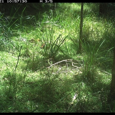 Rhipidura rufifrons (Rufous Fantail) at Byabarra, NSW - 21 Jan 2025 by Booyong