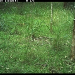 Leucosarcia melanoleuca (Wonga Pigeon) at Byabarra, NSW - 30 Jan 2025 by Booyong