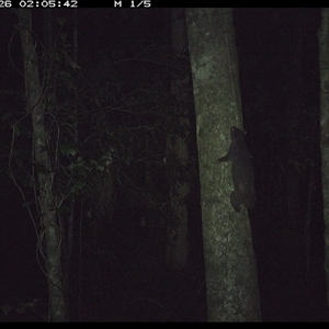 Trichosurus vulpecula (Common Brushtail Possum) at Byabarra, NSW - 26 Oct 2024 by Booyong
