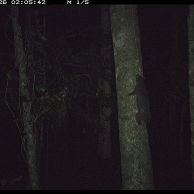 Trichosurus vulpecula (Common Brushtail Possum) at Byabarra, NSW - 26 Oct 2024 by Booyong