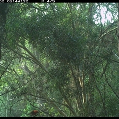 Myzomela sanguinolenta (Scarlet Honeyeater) at Byabarra, NSW - 2 Dec 2024 by Booyong