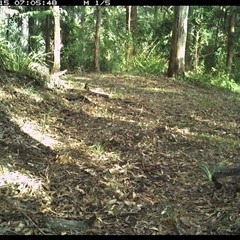 Menura novaehollandiae (Superb Lyrebird) at Comboyne, NSW - 15 Oct 2024 by JoelStibbardBCT
