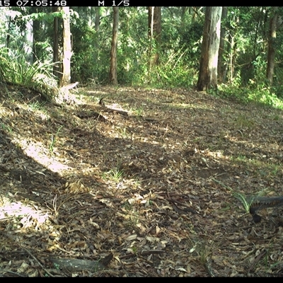 Menura novaehollandiae (Superb Lyrebird) at Comboyne, NSW - 15 Oct 2024 by JoelStibbardBCT