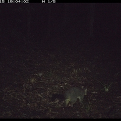 Trichosurus vulpecula (Common Brushtail Possum) at Comboyne, NSW - 15 Oct 2024 by JoelStibbardBCT