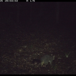Trichosurus vulpecula (Common Brushtail Possum) at Comboyne, NSW - 15 Oct 2024 by JoelStibbardBCT