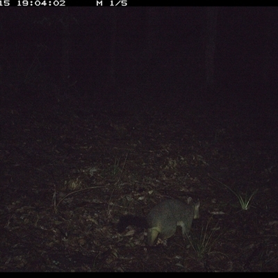 Trichosurus vulpecula (Common Brushtail Possum) at Comboyne, NSW - 15 Oct 2024 by JoelStibbardBCT
