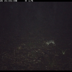 Perameles nasuta (Long-nosed Bandicoot) at Comboyne, NSW - 16 Oct 2024 by JoelStibbardBCT