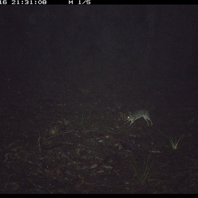 Perameles nasuta (Long-nosed Bandicoot) at Comboyne, NSW - 16 Oct 2024 by JoelStibbardBCT