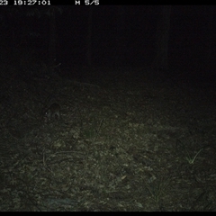 Isoodon macrourus (Northern Brown Bandicoot) at Comboyne, NSW - 23 Oct 2024 by JoelStibbardBCT