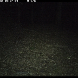 Isoodon macrourus (Northern Brown Bandicoot) at Comboyne, NSW - 23 Oct 2024 by JoelStibbardBCT