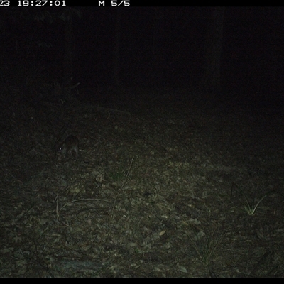 Isoodon macrourus (Northern Brown Bandicoot) at Comboyne, NSW - 23 Oct 2024 by JoelStibbardBCT