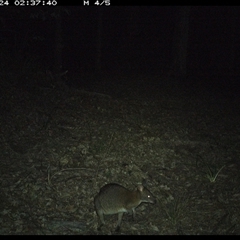 Thylogale thetis (Red-necked Pademelon) at Comboyne, NSW - 24 Oct 2024 by JoelStibbardBCT