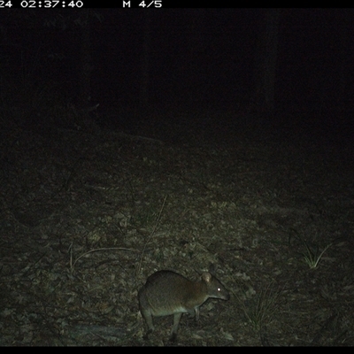 Thylogale thetis (Red-necked Pademelon) at Comboyne, NSW - 24 Oct 2024 by JoelStibbardBCT