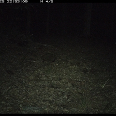 Tachyglossus aculeatus (Short-beaked Echidna) at Comboyne, NSW - 25 Oct 2024 by JoelStibbardBCT