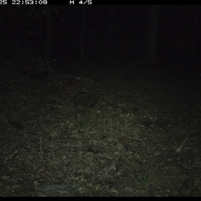 Tachyglossus aculeatus (Short-beaked Echidna) at Comboyne, NSW - 25 Oct 2024 by JoelStibbardBCT