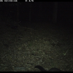 Trichosurus caninus (Mountain Brushtail Possum) at Comboyne, NSW - 26 Oct 2024 by JoelStibbardBCT