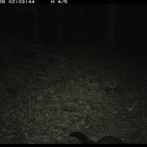Trichosurus caninus (Mountain Brushtail Possum) at Comboyne, NSW - 26 Oct 2024 by JoelStibbardBCT