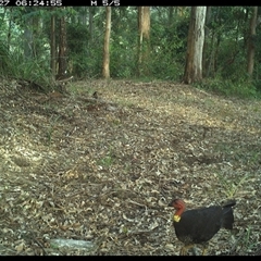 Alectura lathami (Australian Brush-turkey) at Comboyne, NSW - 27 Oct 2024 by JoelStibbardBCT