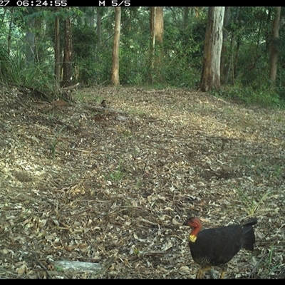 Alectura lathami (Australian Brush-turkey) at Comboyne, NSW - 27 Oct 2024 by JoelStibbardBCT