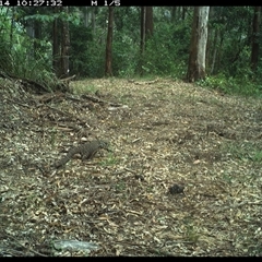 Varanus varius (Lace Monitor) at Comboyne, NSW - 14 Nov 2024 by JoelStibbardBCT