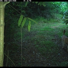 Canis lupus at Comboyne, NSW - 25 Nov 2024 06:34 AM