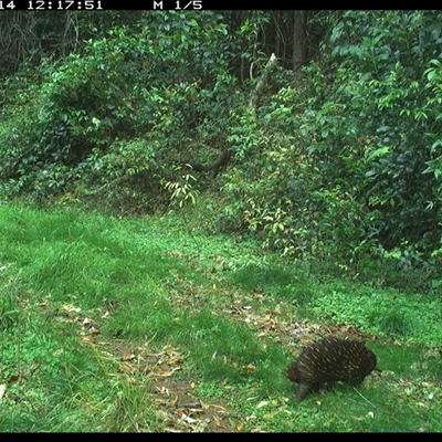 Tachyglossus aculeatus (Short-beaked Echidna) at Comboyne, NSW - 14 Oct 2024 by JoelStibbardBCT