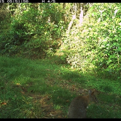 Thylogale thetis (Red-necked Pademelon) at Comboyne, NSW - 15 Oct 2024 by JoelStibbardBCT