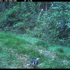 Leucosarcia melanoleuca (Wonga Pigeon) at Comboyne, NSW - 22 Oct 2024 by JoelStibbardBCT