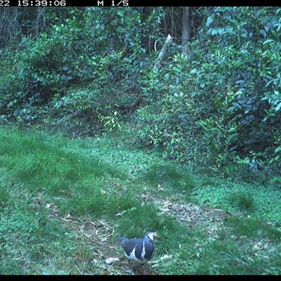 Leucosarcia melanoleuca (Wonga Pigeon) at Comboyne, NSW - 22 Oct 2024 by JoelStibbardBCT