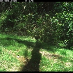 Dacelo novaeguineae (Laughing Kookaburra) at Comboyne, NSW - 23 Oct 2024 by JoelStibbardBCT