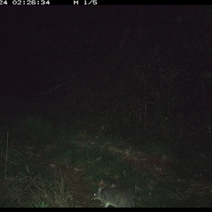 Perameles nasuta (Long-nosed Bandicoot) at Comboyne, NSW - 24 Oct 2024 by JoelStibbardBCT