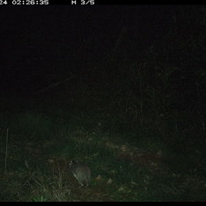 Perameles nasuta at Comboyne, NSW - 24 Oct 2024 02:26 AM