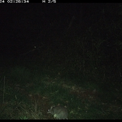 Perameles nasuta at Comboyne, NSW - 24 Oct 2024 02:26 AM