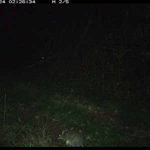 Perameles nasuta at Comboyne, NSW - 24 Oct 2024 02:26 AM