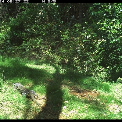 Varanus varius (Lace Monitor) at Comboyne, NSW - 24 Oct 2024 by JoelStibbardBCT