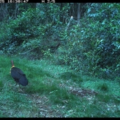 Alectura lathami (Australian Brush-turkey) at Comboyne, NSW - 25 Oct 2024 by JoelStibbardBCT