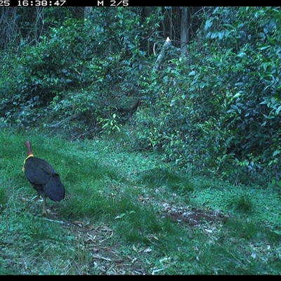 Alectura lathami (Australian Brush-turkey) at Comboyne, NSW - 25 Oct 2024 by JoelStibbardBCT