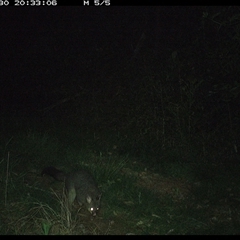 Trichosurus vulpecula (Common Brushtail Possum) at Comboyne, NSW - 30 Oct 2024 by JoelStibbardBCT