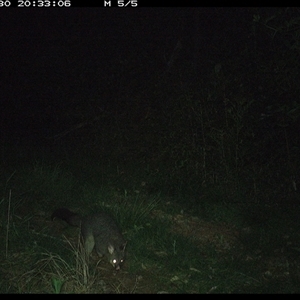 Trichosurus vulpecula (Common Brushtail Possum) at Comboyne, NSW - 30 Oct 2024 by JoelStibbardBCT