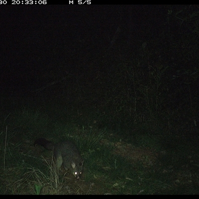 Trichosurus vulpecula (Common Brushtail Possum) at Comboyne, NSW - 30 Oct 2024 by JoelStibbardBCT