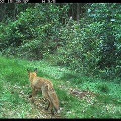 Vulpes vulpes (Red Fox) at Comboyne, NSW - 2 Nov 2024 by JoelStibbardBCT
