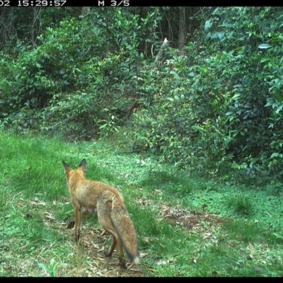 Vulpes vulpes (Red Fox) at Comboyne, NSW - 2 Nov 2024 by JoelStibbardBCT