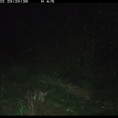 Oryctolagus cuniculus (European Rabbit) at Comboyne, NSW - 2 Nov 2024 by JoelStibbardBCT