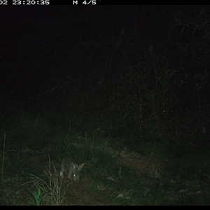 Oryctolagus cuniculus (European Rabbit) at Comboyne, NSW - 2 Nov 2024 by JoelStibbardBCT